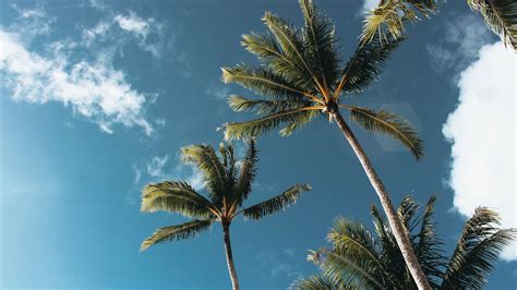 Best 500+ Palm Pictures [HD] .